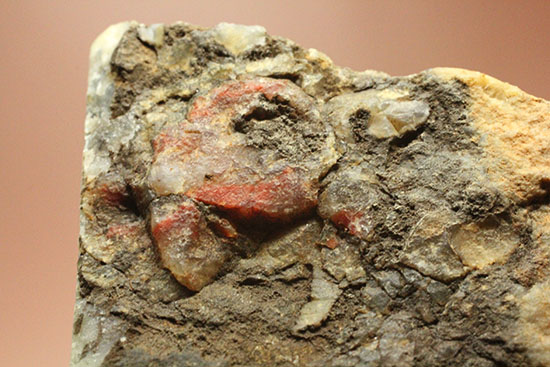 鑑賞用に最適!赤色が美しい、恐竜のウンチ化石コプロライト(Coprolite)(その9)