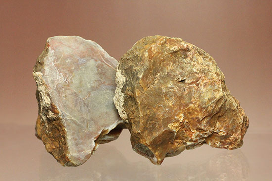 断面が丸わかりの2個セット！恐竜のウンチ化石コプロライト(Coprolite)（その1）