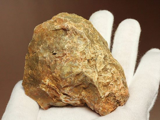 断面が丸わかりの2個セット！恐竜のウンチ化石コプロライト(Coprolite)（その11）