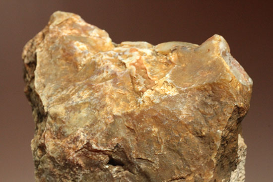 断面が丸わかりの2個セット！恐竜のウンチ化石コプロライト(Coprolite)（その12）