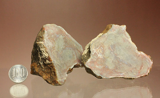 断面が丸わかりの2個セット！恐竜のウンチ化石コプロライト(Coprolite)（その14）