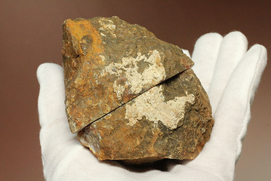 断面が丸わかりの2個セット！恐竜のウンチ化石コプロライト(Coprolite)（その5）