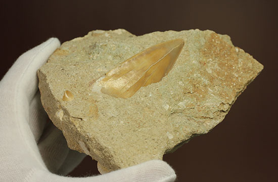 クリーニングしても面白い！最強の系譜、化物ザメ、オトドゥスの歯化石（母岩付）（その6）