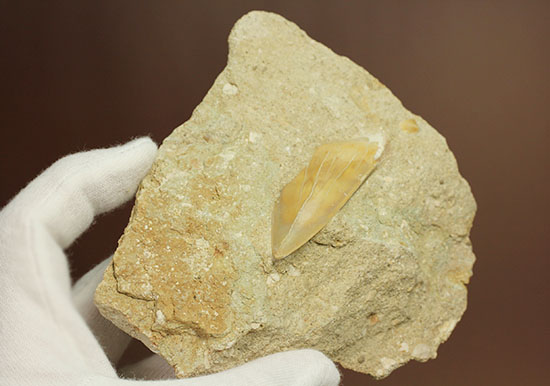 クリーニングしても面白い！最強の系譜、化物ザメ、オトドゥスの歯化石（母岩付）（その8）