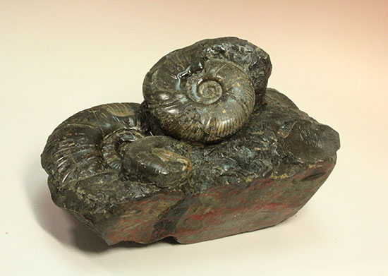 大ぶりアンモナイトが一堂集結！３キロに迫らんとする北海道産アンモナイト(Ammonite)（その1）