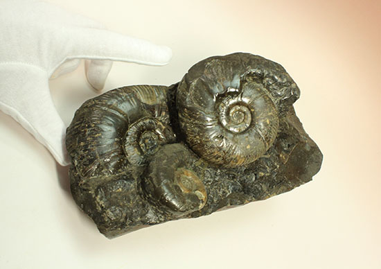 大ぶりアンモナイトが一堂集結！３キロに迫らんとする北海道産アンモナイト(Ammonite)（その10）