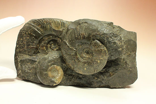 大ぶりアンモナイトが一堂集結！３キロに迫らんとする北海道産アンモナイト(Ammonite)（その11）
