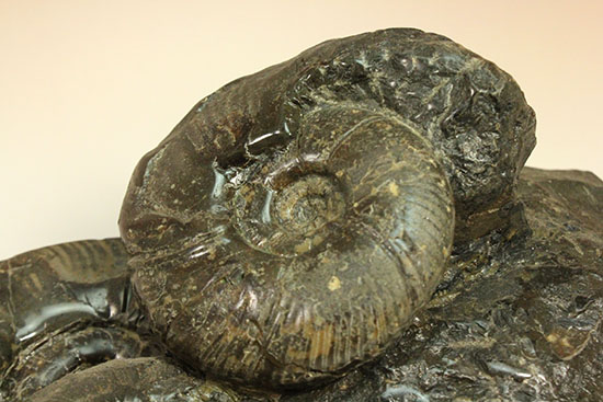 大ぶりアンモナイトが一堂集結！３キロに迫らんとする北海道産アンモナイト(Ammonite)（その12）