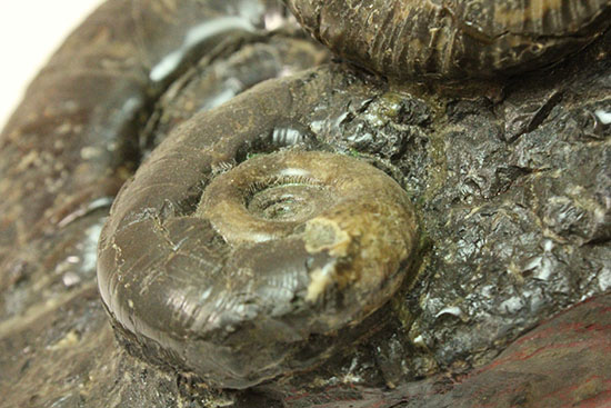 大ぶりアンモナイトが一堂集結！３キロに迫らんとする北海道産アンモナイト(Ammonite)（その13）