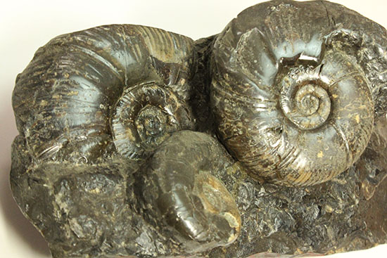 大ぶりアンモナイトが一堂集結！３キロに迫らんとする北海道産アンモナイト(Ammonite)（その14）