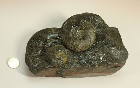 大ぶりアンモナイトが一堂集結！３キロに迫らんとする北海道産アンモナイト(Ammonite)（その15）
