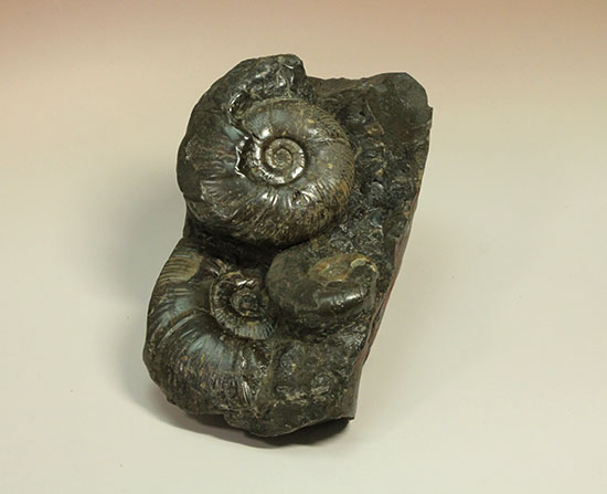 大ぶりアンモナイトが一堂集結！３キロに迫らんとする北海道産アンモナイト(Ammonite)（その2）