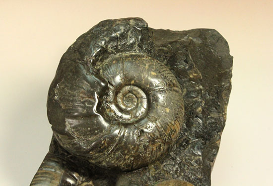 大ぶりアンモナイトが一堂集結！３キロに迫らんとする北海道産アンモナイト(Ammonite)（その3）