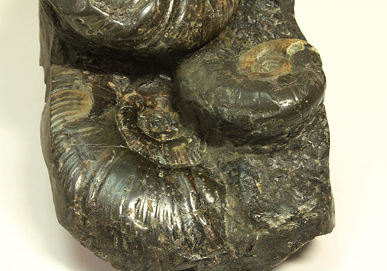 大ぶりアンモナイトが一堂集結！３キロに迫らんとする北海道産アンモナイト(Ammonite)（その4）