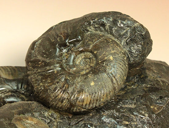 大ぶりアンモナイトが一堂集結！３キロに迫らんとする北海道産アンモナイト(Ammonite)（その5）
