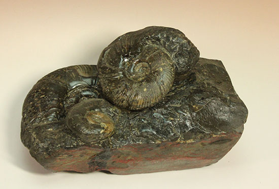 大ぶりアンモナイトが一堂集結！３キロに迫らんとする北海道産アンモナイト(Ammonite)（その6）