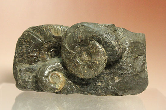 大ぶりアンモナイトが一堂集結！３キロに迫らんとする北海道産アンモナイト(Ammonite)（その7）