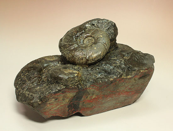 大ぶりアンモナイトが一堂集結！３キロに迫らんとする北海道産アンモナイト(Ammonite)（その8）
