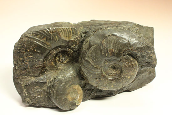 大ぶりアンモナイトが一堂集結！３キロに迫らんとする北海道産アンモナイト(Ammonite)（その9）