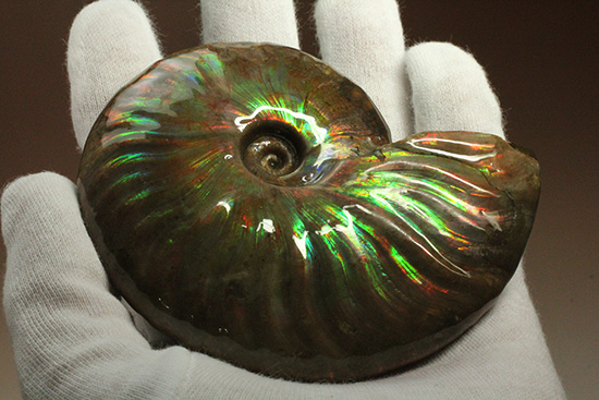 ハートのど真ん中を射貫かれます、モーレツな光を放つマダガスカル産クレオニセラス(Cleoniceras)(その9)