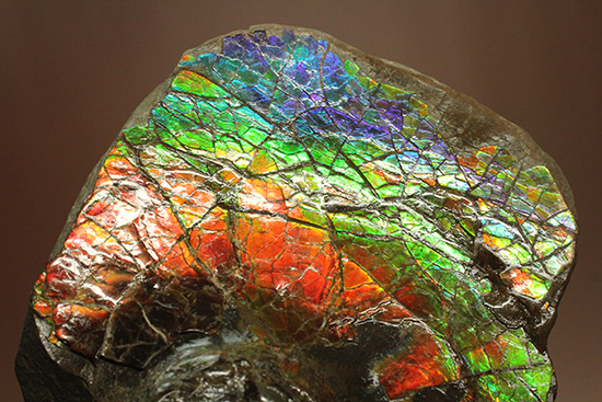 ワールドクラスの輝き！フルスペクトル七色に光るアンモライトピース（Ammolite）（その1）