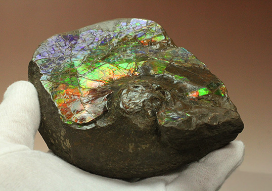 ワールドクラスの輝き！フルスペクトル七色に光るアンモライトピース（Ammolite）（その10）