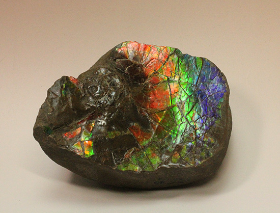ワールドクラスの輝き！フルスペクトル七色に光るアンモライトピース（Ammolite）（その13）