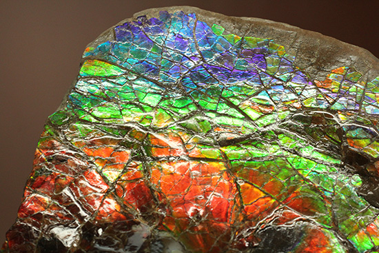 ワールドクラスの輝き！フルスペクトル七色に光るアンモライトピース（Ammolite）（その14）