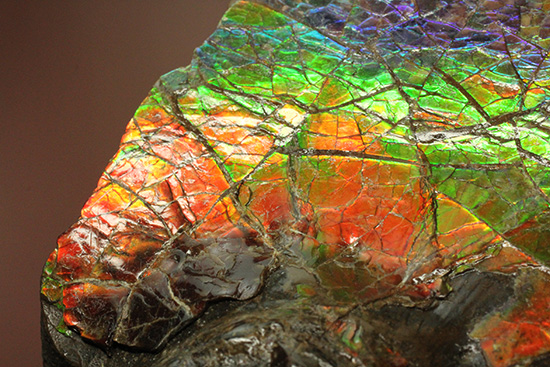 ワールドクラスの輝き！フルスペクトル七色に光るアンモライトピース（Ammolite）（その15）