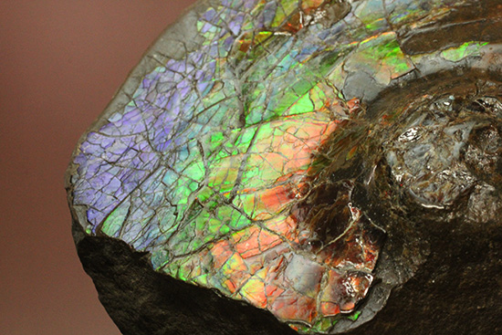 ワールドクラスの輝き！フルスペクトル七色に光るアンモライトピース（Ammolite）（その17）