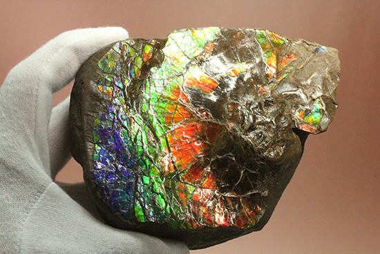 ワールドクラスの輝き！フルスペクトル七色に光るアンモライトピース（Ammolite）（その18）