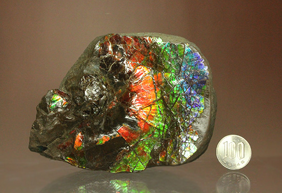 ワールドクラスの輝き！フルスペクトル七色に光るアンモライトピース（Ammolite）（その20）