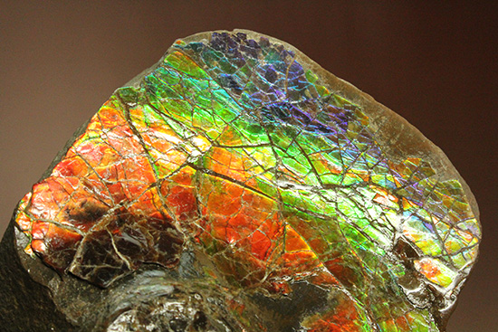 ワールドクラスの輝き！フルスペクトル七色に光るアンモライトピース（Ammolite）（その3）