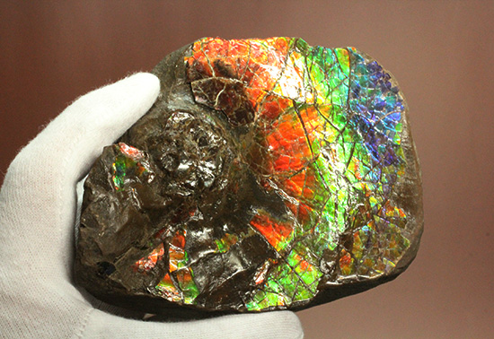 ワールドクラスの輝き！フルスペクトル七色に光るアンモライトピース（Ammolite）（その4）