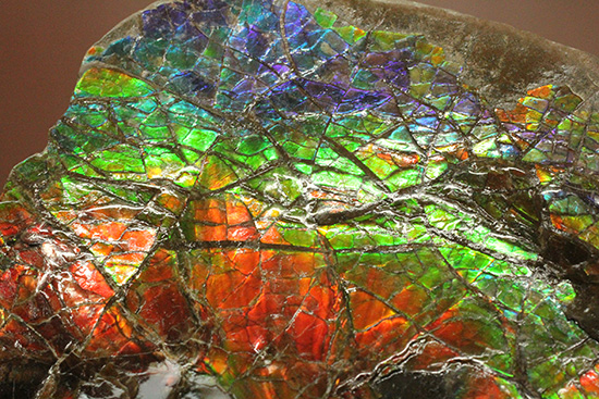 ワールドクラスの輝き！フルスペクトル七色に光るアンモライトピース（Ammolite）（その6）