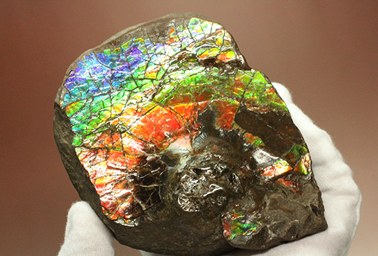 ワールドクラスの輝き！フルスペクトル七色に光るアンモライトピース（Ammolite）（その9）