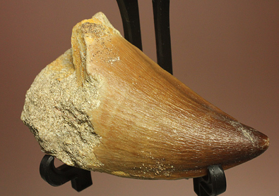 分厚く幅広、白亜紀の海の支配者モササウルス歯化石（その1）
