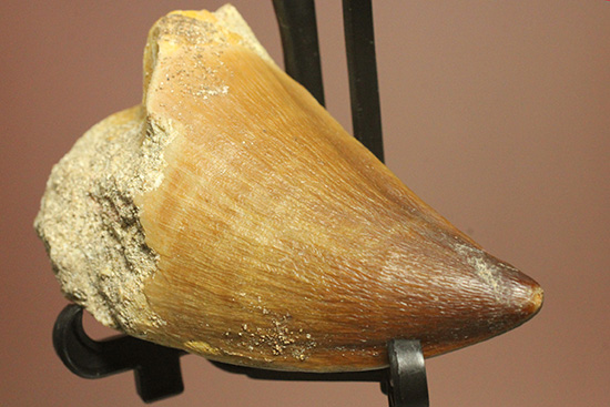 分厚く幅広、白亜紀の海の支配者モササウルス歯化石（その11）