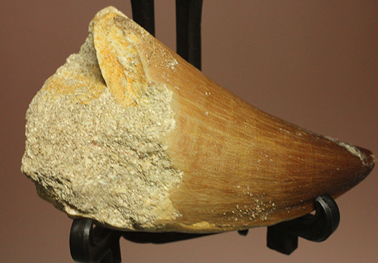 分厚く幅広、白亜紀の海の支配者モササウルス歯化石（その3）