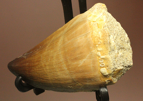 分厚く幅広、白亜紀の海の支配者モササウルス歯化石（その6）
