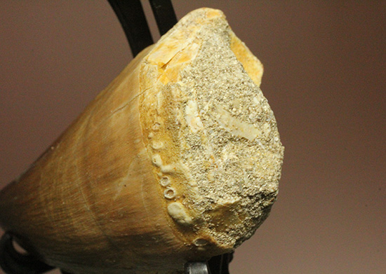 分厚く幅広、白亜紀の海の支配者モササウルス歯化石（その7）