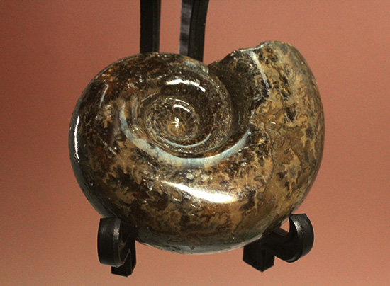 丁寧にポリッシュされた、良質北海道産アンモナイト(Ammonite)（その1）