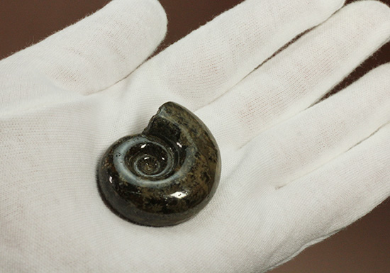 丁寧にポリッシュされた、良質北海道産アンモナイト(Ammonite)（その3）