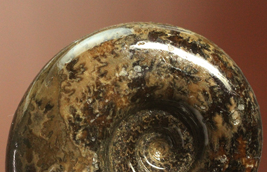 丁寧にポリッシュされた、良質北海道産アンモナイト(Ammonite)（その8）