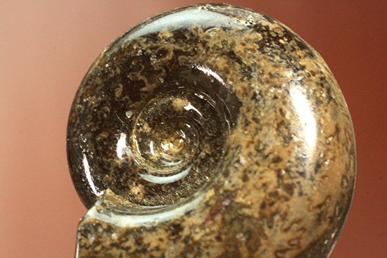 丁寧にポリッシュされた、良質北海道産アンモナイト(Ammonite)（その9）