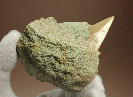 母岩からのぞく凶暴歯が気になる！古代ザメオトダス歯化石(Otodus)（その3）