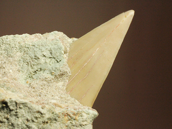 母岩からのぞく凶暴歯が気になる！古代ザメオトダス歯化石(Otodus)（その4）