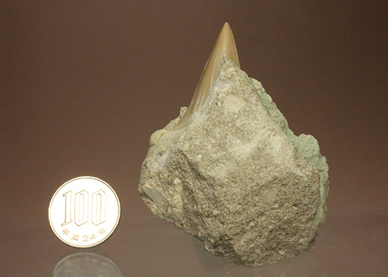 母岩からのぞく凶暴歯が気になる！古代ザメオトダス歯化石(Otodus)（その8）