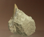 母岩からのぞく凶暴歯が気になる！古代ザメオトダス歯化石(Otodus)