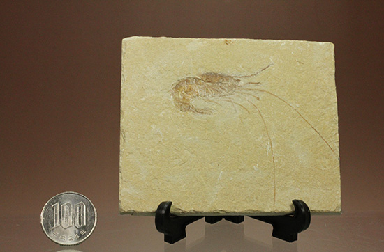 先史時代のエビの化石。石灰岩質に描かれた水墨画のような独特の